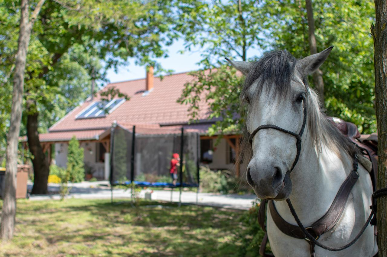 Hotel Toelgyfa Vendeghaz Kiskoros Exteriér fotografie